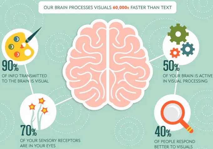 Infographic of a brain with statistics on how people process visuals.
